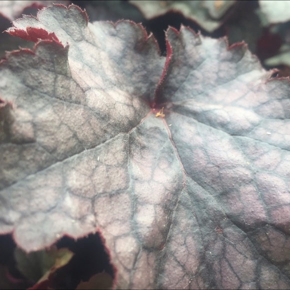 Meet your Posher, Logan - Picture 1 of 1