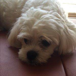 Meet your Posher, Juliette