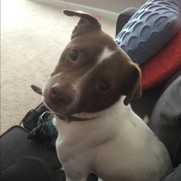 Meet your Posher, Maisha - Picture 2 of 2