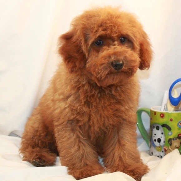 Meet your Posher, Rose - Picture 2 of 3