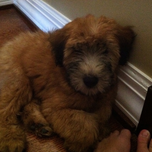 Meet your Posher, Rose - Picture 3 of 3