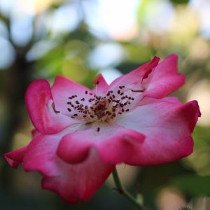 Meet your Posher, Renee