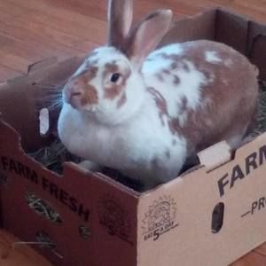 Meet your Posher, Anna