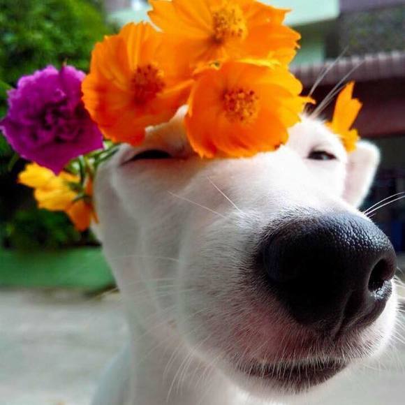 Meet your Posher, Dayana - Picture 1 of 1