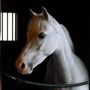 Meet your Posher, Paula