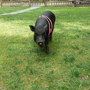 Meet your Posher, Irene