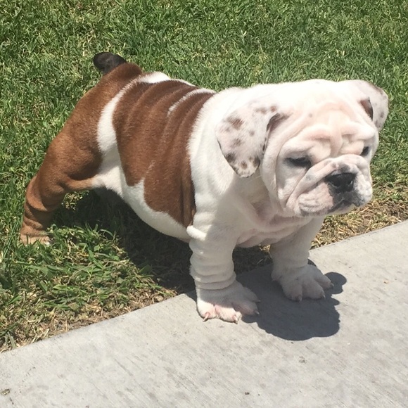 Meet your Posher, Diana - Picture 1 of 1