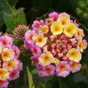 Meet your Posher, Holly