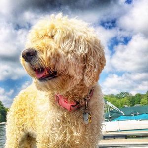 Meet your Posher, Joan