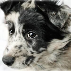 Meet your Posher, Shari