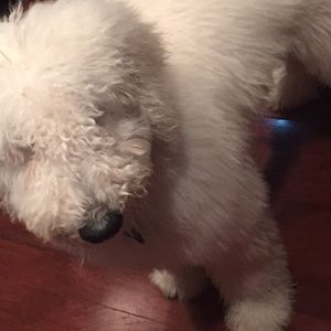 Meet your Posher, Isabella