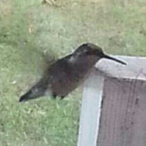 Meet your Posher, Kennedy