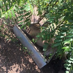 Meet your Posher, Grace