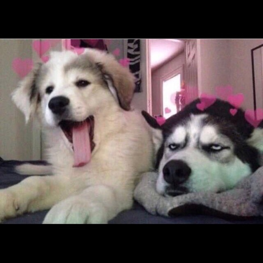 Meet your Posher, Morgo