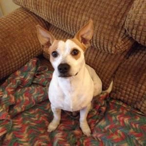 Meet your Posher, Joy