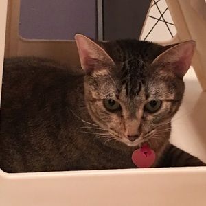 Meet your Posher, Bonnie