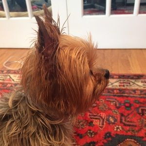 Meet your Posher, Liza