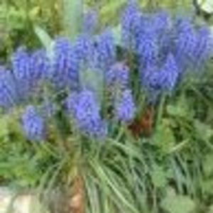 Meet your Posher, Fedora