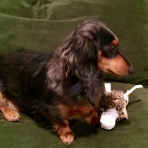 Meet your Posher, Trixie