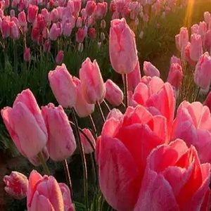 Meet your Posher, Tonia