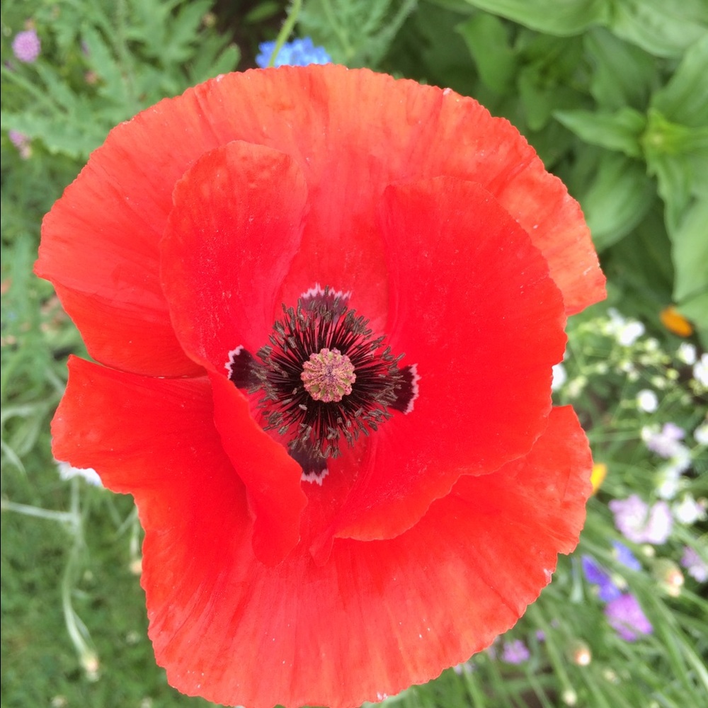 Meet your Posher, Linda