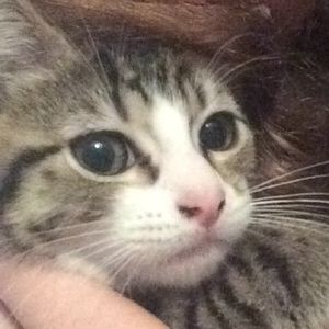 Meet your Posher, Ali