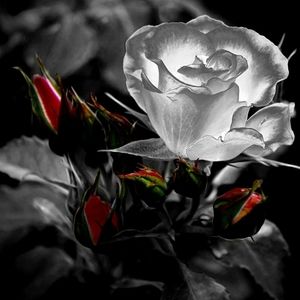 Meet your Posher, Marion