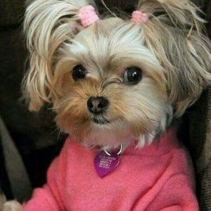 Meet your Posher, Gloria