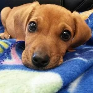 Meet your Posher, Candy