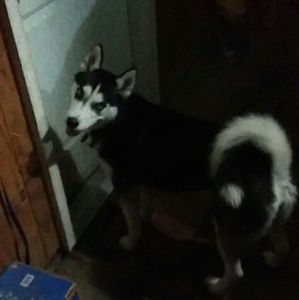 Iamdog, iamnotforsale