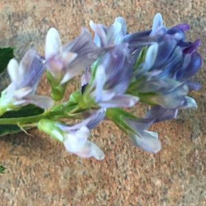 Meet your Posher, Molly