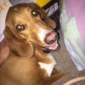 Meet your Posher, Amber