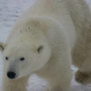 Meet your Posher, Debra