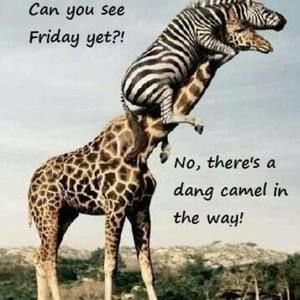 Meet your Posher, Anne