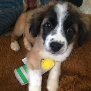 Meet your Posher, Carrie