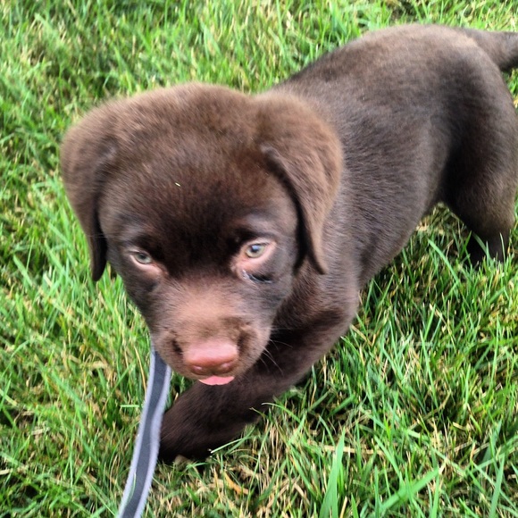 Meet your Posher, Carli - Picture 1 of 1