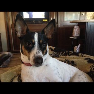 Meet your Posher, Darla