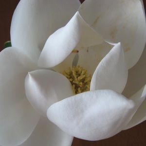 Meet your Posher, Brenda