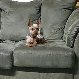 Meet your Posher, Desira