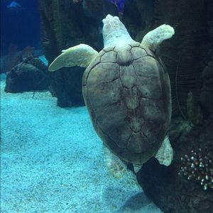 Meet your Posher, Stella