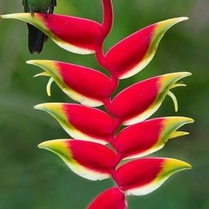 Meet your Posher, Neamat