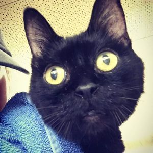 Meet your Posher, Mindy