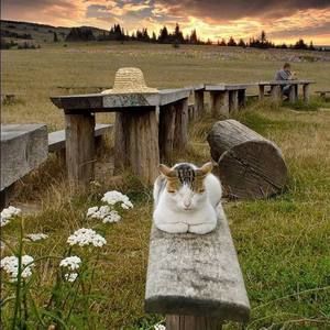 Meet your Posher, Paulette