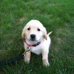 Meet your Posher, Jane