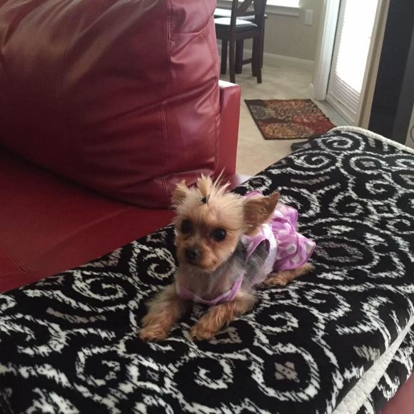 Meet your Posher, Maybelle - Picture 1 of 1