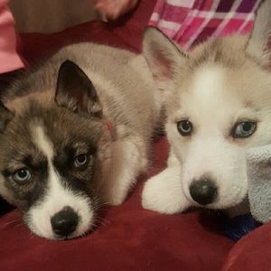 Meet your Posher, Bea