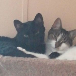 Meet your Posher, Bonnie