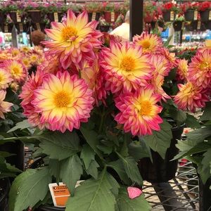 Meet your Posher, Pam