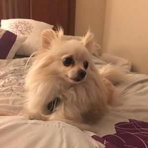 Meet your Posher, Amber