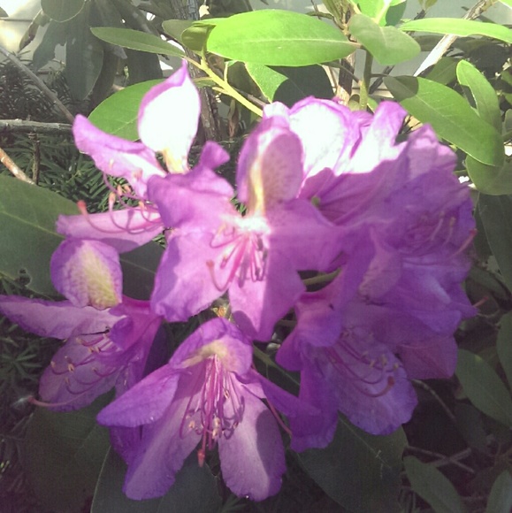 Picture pretty - Picture 1 of 4